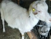 Продам козу в Оренбурге, Коза зааненская, рыжеватая, ближе к белому, Молока 1, 8 - 2,
