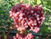 Продам семена в Джанкое, Реализую саженцы столовых сортов винограда новой и сверхновой