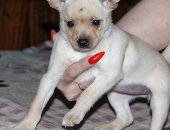 Продам собаку той-терьер в Иванове, щенков а, Стандарт, вес до 3 кг д/р 05/04/18 цвет