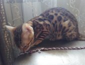 Продам бенгальская, самец в Иркутске, Бенгалы розетка на золоте, Срочная ! бенгальских