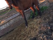 Продам лошадь в Черкесске, Жеребец 2 года, Цвет- темно-гнедой, Не обучен, Мать врожденная