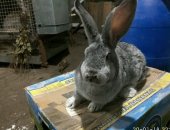 Продам заяца в Петровске, тся самки кролика на племя, Цвет: белый, черный, серый