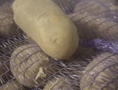 Продам овощи в Череповеце, Картошка крупная, картофель 20 руб 1 кг, В наличии 700 кг