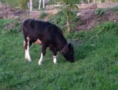 Продам в Щёкине, Тёлочка, тёлочку от высокоудойной коровы, Третьего июня исполнится год