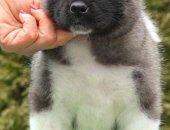 Продам собаку акита, самка в Екатеринбурге, тся очень красивые, породные малыши