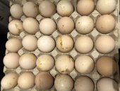 Продам яица, Свежее домашнее яйцо, крупное, Цена за ячейку, в ячейки три десятка 30 штук