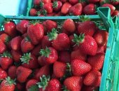 Продам ягоды, К/хоз-во реализует оптом и в розницу с поля клубнику сорт Альба, Ароза
