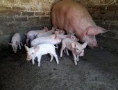 Продам свинью, Поросята кушают только сухой корм, Впервые четыре фото опорос был