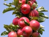 Продам комнатное растение, Сначала немного истории: Самые первые колоновидные яблони