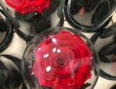 Продам комнатное растение, Роза в колбе Цвет: красный Новые КрутеЦЦкие розы Под заказ