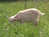 Продам козу, Сукозная полунубийская коза, будет второй окоз в середине июня, покрыта 100