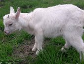 Продам козу, Козочки альпийские, козлики, Козлики белые, мама зааненка чешка, папа