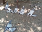 Продам птицу в Будённовске, Голуби от 500р