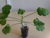Продам комнатное растение в Санкт-Петербурге, укоренные черенки сортовых пеларгоний
