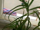 Продам комнатное растение в Стерлитамаке, Алоэ, Один цветок 500р Возможен торг Только