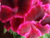 Продам комнатное растение в Саратове, Королесвкая пеларгония Аристо кэнди, укорененные