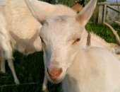 Продам козу в Пскове, Родилась 7 апреля, козочка с родословной, со 2 го отела,