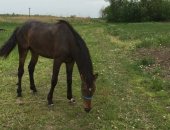 Продам лошадь в Ростове-на-Дону, Продаётся 2х летний жеребец, не заезженный, спокойный