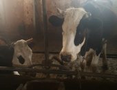 Продам корову в Тучкове, Коровы, 15 первый отел, 3 телки возраста 2 года, 9 телят, Один