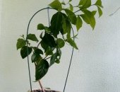 Продам комнатное растение в Иванове, взрослое, Внешне похож на гардению, но в отличие