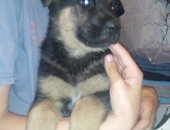 Продам собаку немецкая овчарка в Новомосковске, алиментного щенка ВЕО, рожден 5 апреля