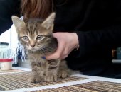 Продам кошку, самец в Соликамске, Друзья, помогите пожалуйста найти дом для наших