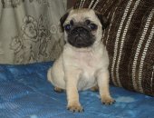 Продам собаку мопс в Красноярске, Питомник "Стелла де Росси" предлагает к продаже щенков