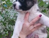 Продам собаку кавказская овчарка в Братске, Красивые щенки, обнаружены на даче под