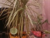 Продам комнатное растение в Иркутске, Драцена, Пальма драцена, Есть три разных вида