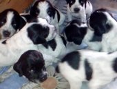 Продам собаку спаниель в Новосибирске, щенки русский, Дата рождения 16, 05, Мальчишки и