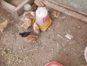 Продам с/х птицу в Киржаче, цыплят разных возрастов, Цена зависит от возраста, Кормодень