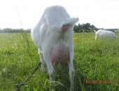Продам козу в Мценске, Зааненские козы, зааненскую вторым окотом и молодую козочку 5 мес