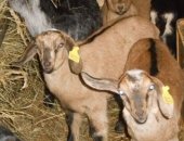 Продам козу в Березниках, Козлики, Без спешки тся козлики 62, 5 от высокоудойных коз