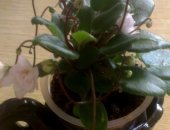 Продам комнатное растение в Чебоксары, Листики ампельных фиалок-трейлеров, листья за
