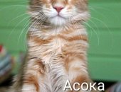 Продам мейн-кун, самец в Москве, Питомник Angelinwoods предлагает к продаже котят яркого