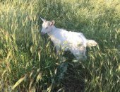 Продам козу в Старом Крыме, козлят, двух козочек и двух козлят возраст 2 месяца