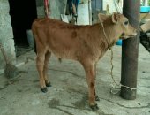 Продам корову в Хасавюрте, Теленок бычок, теленка бычка 1мес, все вопросы по телефону