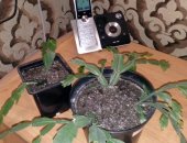 Продам комнатное растение в Сургуте, 1, Молочай трехгранный - 100руб, 2, Шлюмбергера