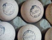 Продам яица в Самаре, ближайшая поставка 12-13 июня! 19-20 июня, 26-27 июня! Еженедельно