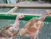Продам с/х птицу в Борисоглебске, Голошейные цыплята подрощенные