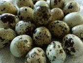 Продам яица в Реже, Яйцо инкубационное, кур породистых -80р, Перепелов Белые