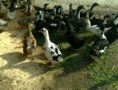 Продам с/х птицу в Ханской, Принимаем заказы на мясо домашней утки, утки выращены
