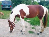 Продам лошадь в Армавире, Кобыла 2 года, рост примерно 150, добрая, покладистая девочка