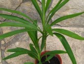 Продам комнатное растение в Саратове, Юкка многолетнее, внешний вид которого напоминает