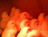 Продам с/х птицу в Выксе, : Цыплят от кур несушек - от 60; Цыплят бройлеров от 20 дней