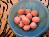 Продам яица в Алексине, принимаем заказы на инкубационное яйцо на - Май Июнь месяц, Птица