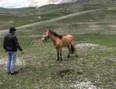 Продам лошадь в Анди, Пятилетка обученный торг