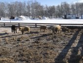 Продам свинью в Новосибирске, Появились в продаже поросята 2 мес, - 5000 руб, Свинки: 6-7