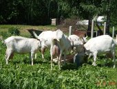 Продам козу в Серпухове, Зааненские козы, дойных коз, Окоты 2й, 3й, 4й и 5й, Есть молодая