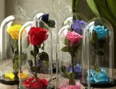 Продам комнатное растение в Ростове-на-Дону, Роза в Колбе по самой низкой цене